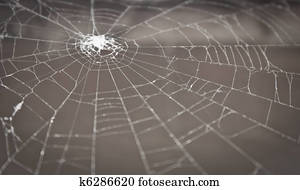 spider web spider web