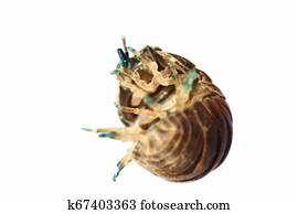 Detritus Feeder Photos Our Top 40 Detritus Feeder Images