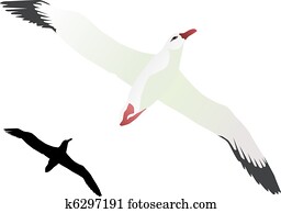 Albatross