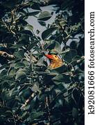 beautiful Barbet bird peeking through tree leaves. watch out of the surroundings.