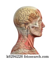 Male head with muscles, skull and brain. Male head with muscles, skull and brain.
