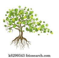 maple tree maple tree