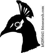 peacock peacock