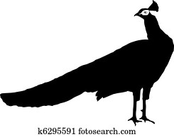 peacock peacock