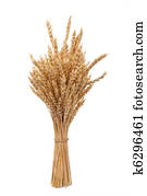 Wheat ears Wheat ears