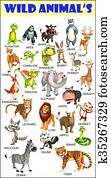 wild animal chart wild animal chart