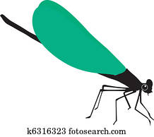 dragonfly dragonfly