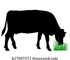 Grazing cow Grazing cow