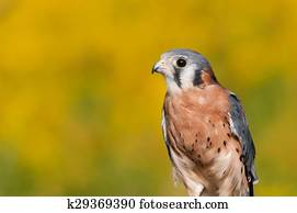 American Kestrel