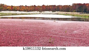 arandos vermelhos, em, pântano, para, colheita