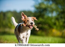 Kromforlander dog in a meadow Kromforlander dog in a meadow