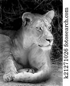 Lioness Lioness