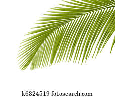 palmblad