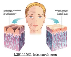 collagen collagen