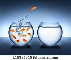 goldfish, pular, -, melhoria