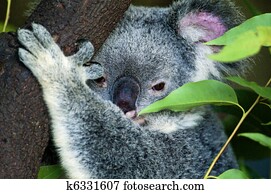 koala
