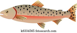 salmon salmon
