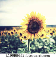 Sunflower Sunflower