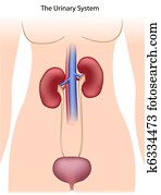 urinário, sistema