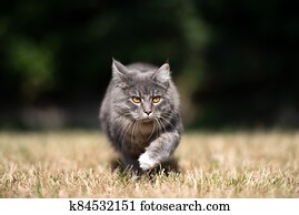 cat walking outdoors on dried grass cat walking outdoors on dried grass