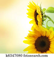 Sunflower Sunflower