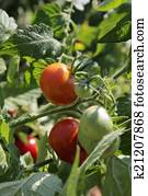 tomato tomato