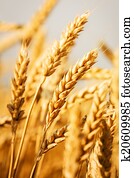 תחום של חיטה