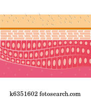 skin cross-section anatomy vector skin cross-section anatomy vector