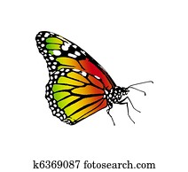 butterfly butterfly