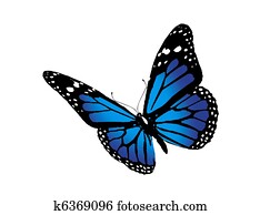 butterfly butterfly