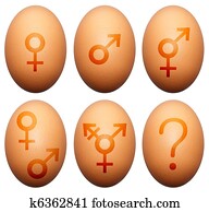 Egg gender