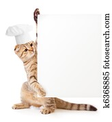 engraçado, gatinho, em, cozinheiro, chapéu, segurando, menu, em branco