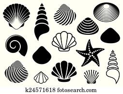Sea shells and starfish Sea shells and starfish