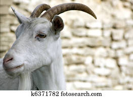 Goat Goat