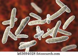 Probiotic bacteria, normal intestinal microflora Probiotic bacteria, normal intestinal microflora