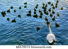 Wildlife animals Wildlife animals