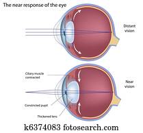 ה, ליד, תשובה, של, ה, eye,, eps8