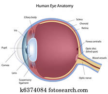 חתך לרוחב, של, בן אנוש, eye,, eps8