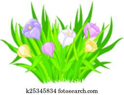 Crocus bouquet Crocus bouquet