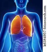 femininas, pulmões, anatomia, visão anterior