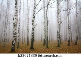 Morning mist in autumn birch grove