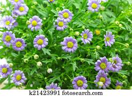 purple daisy purple daisy