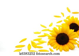 Sunflower background Sunflower background