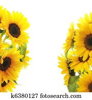Sunflower Frame Sunflower Frame
