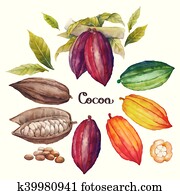 Watercolor cocoa fruit Watercolor cocoa fruit