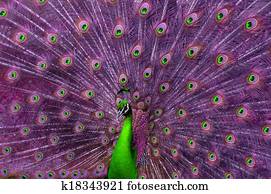 A green and purple peacock. A green and purple peacock.