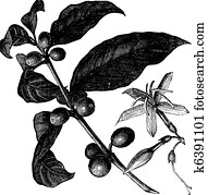 Coffea, or Coffee shrub and fruits, vintage engraving. Coffea, or Coffee shrub and fruits, vintage engraving.