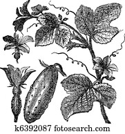 Cucumber or Cucumis sativus vintage engraving Cucumber or Cucumis sativus vintage engraving