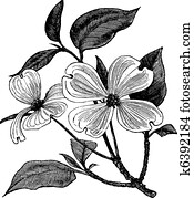Flowering Dogwood or Cornus florida vintage engraving Flowering Dogwood or Cornus florida vintage engraving