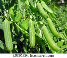 garden pea garden pea